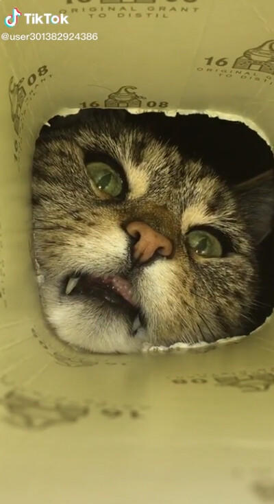 穴の中をのぞき込む猫…ちょっと怖いけどかわいい01