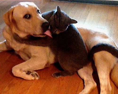 うちの犬の態度の違い02