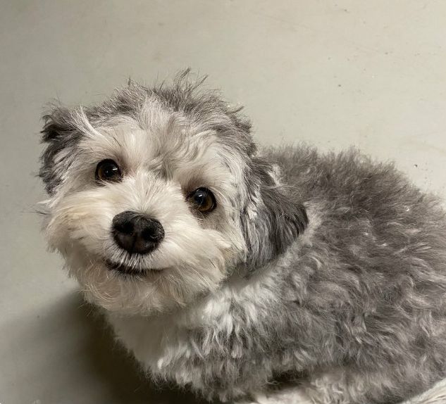 愛犬のヘアカットに挑戦した飼い主たち とても残念な結果いろいろ らばq 愛犬のヘアカットに挑戦した飼い主たち とても残念な結果いろいろ らばq