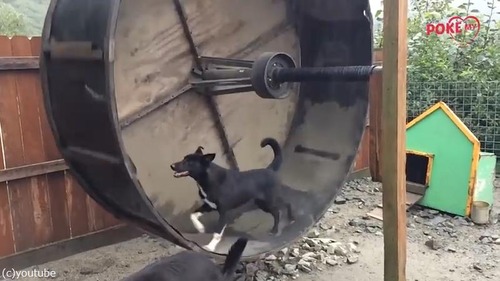 ハムスターの回し車をワンコ用に作ってみた01