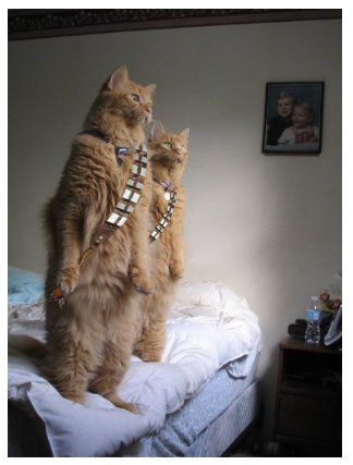 猫が鳥を見るポーズ02