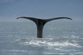 02-クジラ