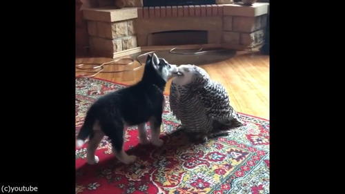 子犬とフクロウの愛情04