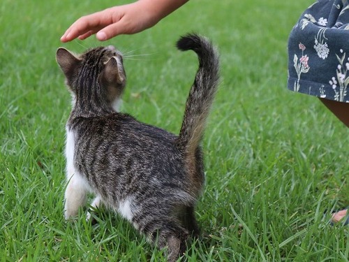 猫をナデる