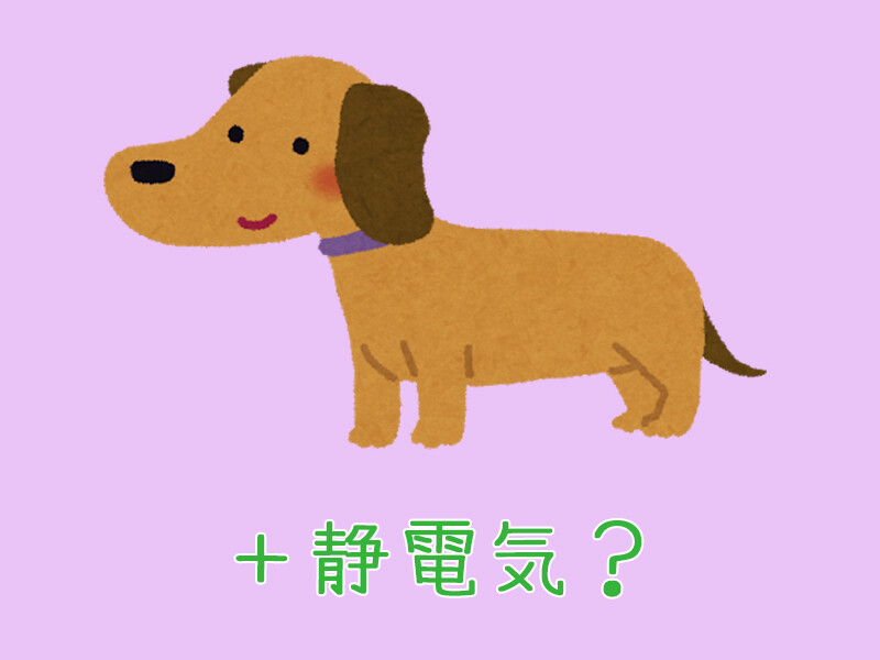 犬のヘアスタイルが 静電気でスゴいことになっちゃった 動画 らばq 犬のヘアスタイルが 静電気でスゴいことになっちゃった 動画 らばq