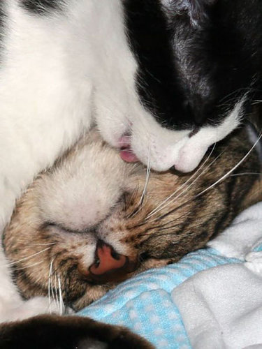 押し倒される猫14