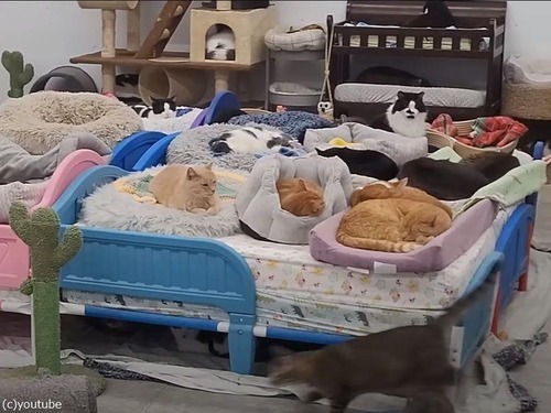野良猫の聖地ファリボー猫保護施設03
