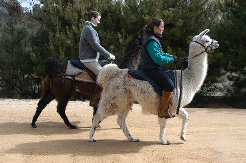 あんな動物やこんな動物に乗ってしまった写真枚 らばq あんな動物やこんな動物に乗ってしまった写真枚 らばq
