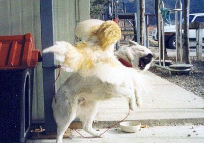 犬がニワトリと本気で戦う06