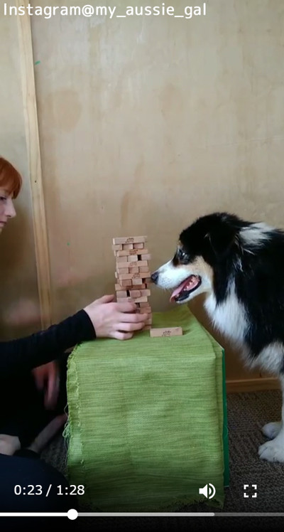 ジェンガで遊べるワンちゃん02