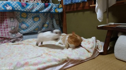 猫に挑むウサギ02