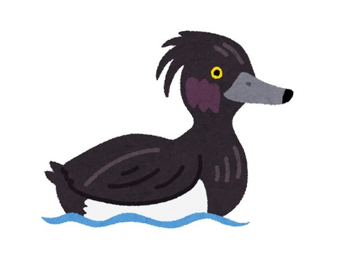 黒い水鳥