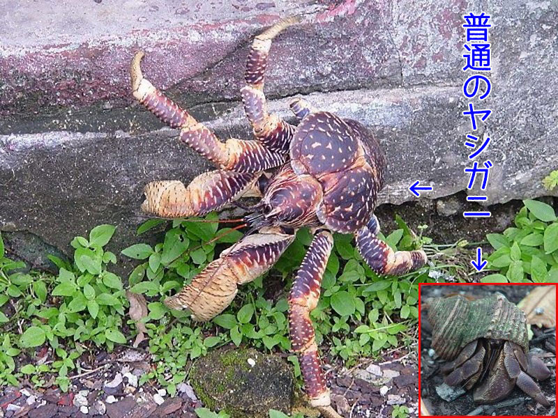 ヤシガニが貝殻の代わりに ある人工物 を使った結果 これ 完全にホラーだよ らばq