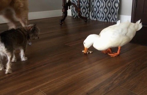 アヒルと犬が親友に10