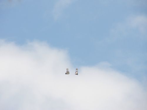 スカイダイビング03