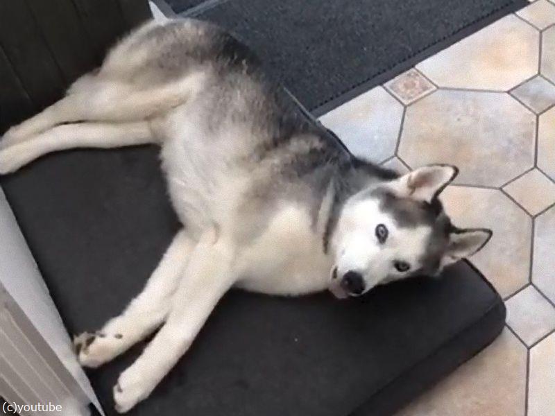 うちのハスキー犬は 明らかに夢の中で走ってる 動画 らばq うちのハスキー犬は 明らかに夢の中で走ってる 動画 らばq