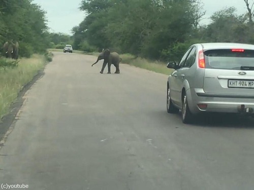 あらぶる赤ちゃんゾウ