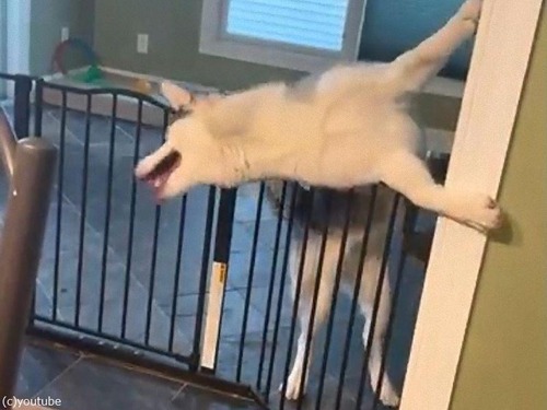 ジャンプ以外の方法で柵を超える犬 体が柔らかい 動画 マピオンニュース