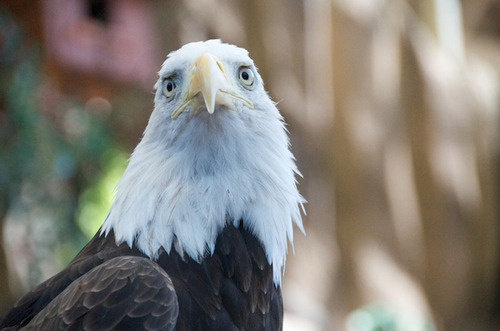 ハクトウワシ05