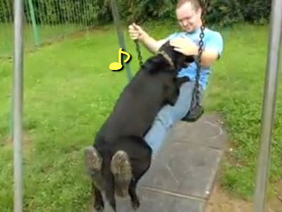 ヒザの上が好きな犬