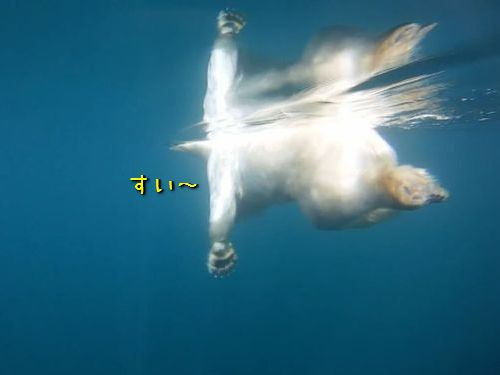 泳ぐシロクマを海中で撮影00