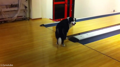 ボーダーコリー01