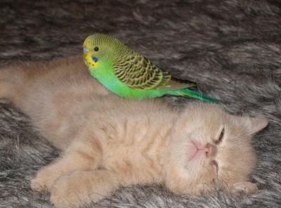 破壊力抜群の猫とインコ画像05