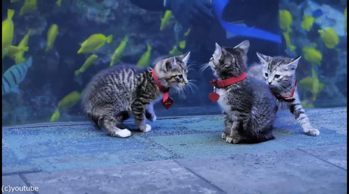 ���硼������²�ۤ�ˬ�줿��ǭ����05