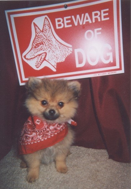 「猛犬注意」の看板07