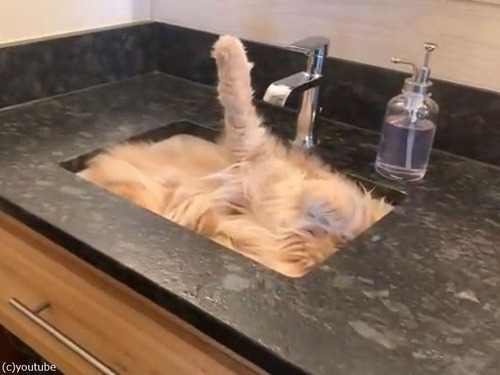 シンクで眠る猫00