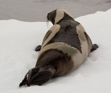 クラカケアザラシ06