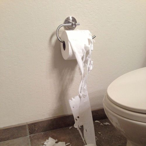 毎日高校に通う猫13