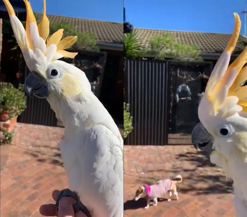 ǭ�两�������Ĥ�������03