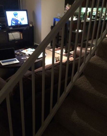 うちの猫じゃない20