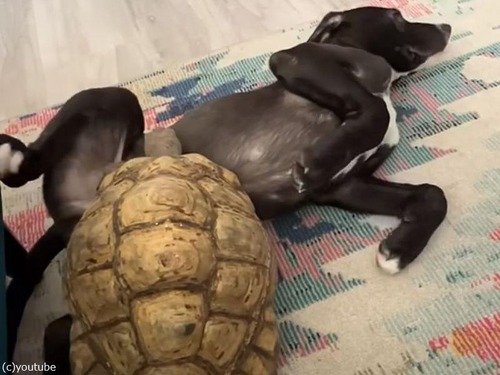 大きな亀が熟睡する犬を乗り越えようとすると…やっぱり、こうなるよね（動画）