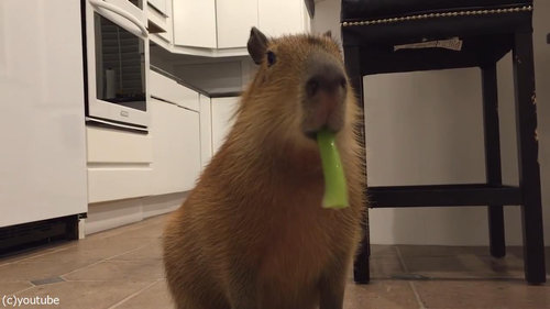 セロリをおいしそうに食べるカピバラ05