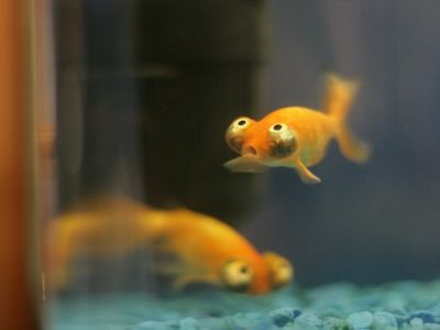 マンガみたいな目をした金魚03