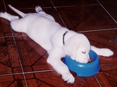 死んだ愛犬の毛を思い出としてセーターにしてしまった夫婦TOP