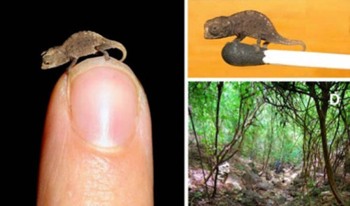 小さなものはかわいい13