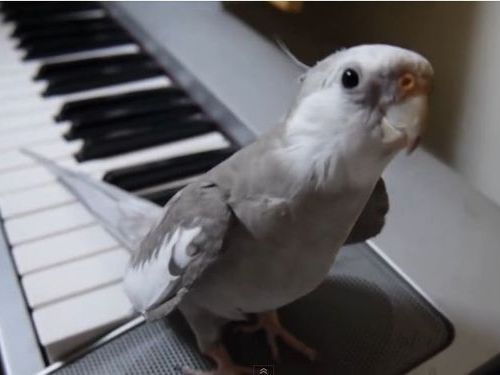 「となりのトトロ」を歌うインコ01