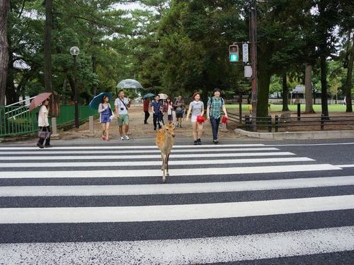 ちゃんと横断歩道を渡る奈良の鹿 Youtube