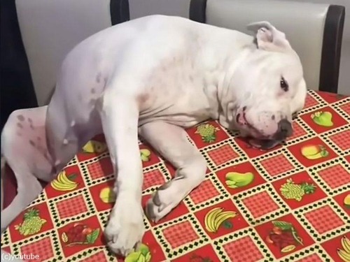 「バッテリーが切れた？」犬が一日中、外で遊んできた後の姿（動画）