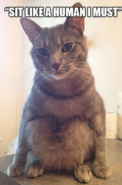 おかしな猫たち19