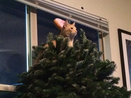 クリスマスツリーを立てた10分後02