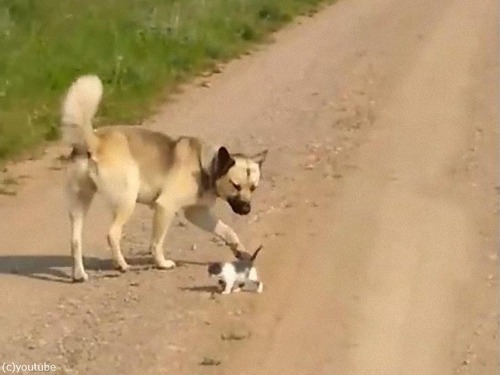 ぴょんぴょん ぴょんぴょん 子猫が大好きな犬の後ろを追いかける 動画 マピオンニュース