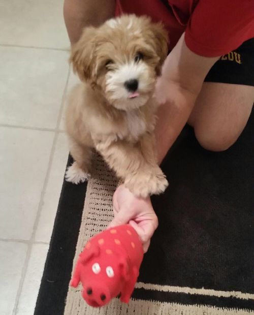 子犬を連れてボートに乗った04