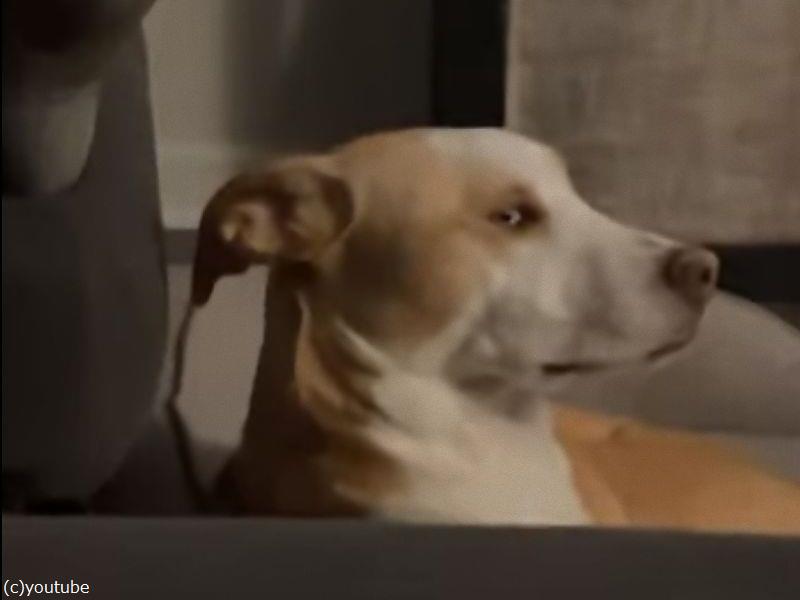顔はそっぽ向いたまま 目だけこっちを見てくる犬 動画 らばq