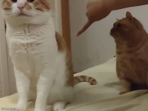 イタズラの罪をなすりつけられそうな猫が…思わぬ行動に出る