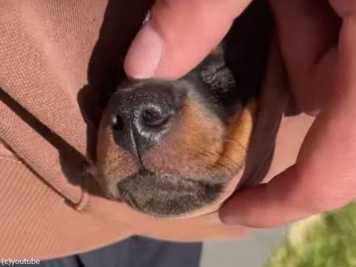 ダックスフンドの子犬がパーカーのポケットで熟睡