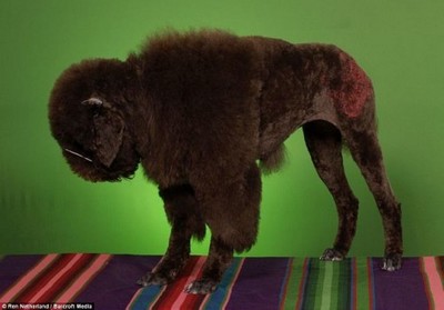 おかしなプードル03